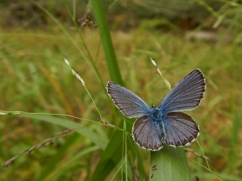 Plebejus argyrognomon